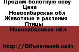 Продам болотную сову  › Цена ­ 6 000 - Новосибирская обл. Животные и растения » Птицы   . Новосибирская обл.